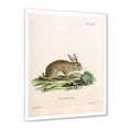 thumbnail image 2 of Designart 'Ancient Rabbits In Earth Tones' Farmhouse Framed Art Print, 2 of 4