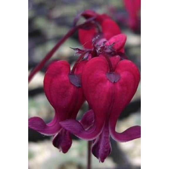 25 Dark Red Bleeding Heart Seeds Flowers Perennial