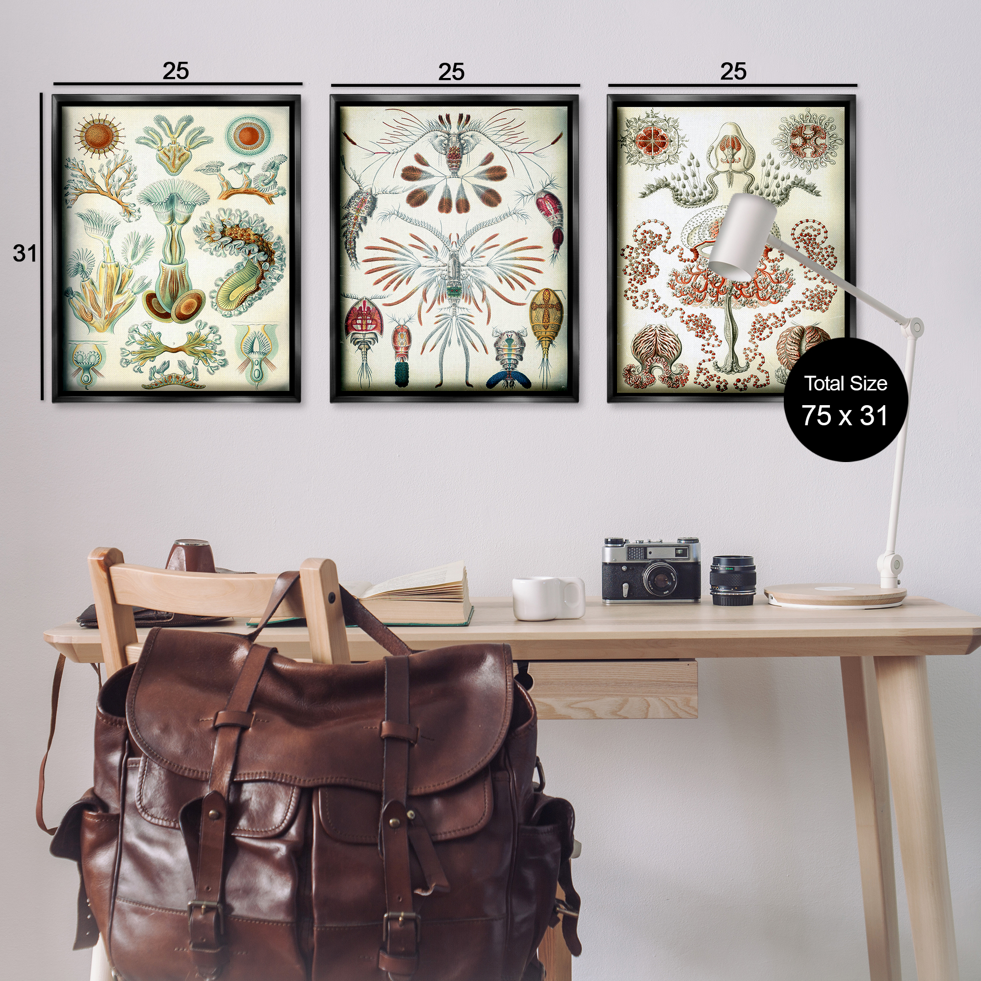 Stupell Industries Vintage Microscopic Crustaceans Animals Painting Black Floater Framed Canvas Art Print Wall Art, 25 x 31, Set of 3