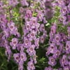 Proven Winners, Outdoor, Live Plants, Blue, Angelonia, 2.72QT, Each