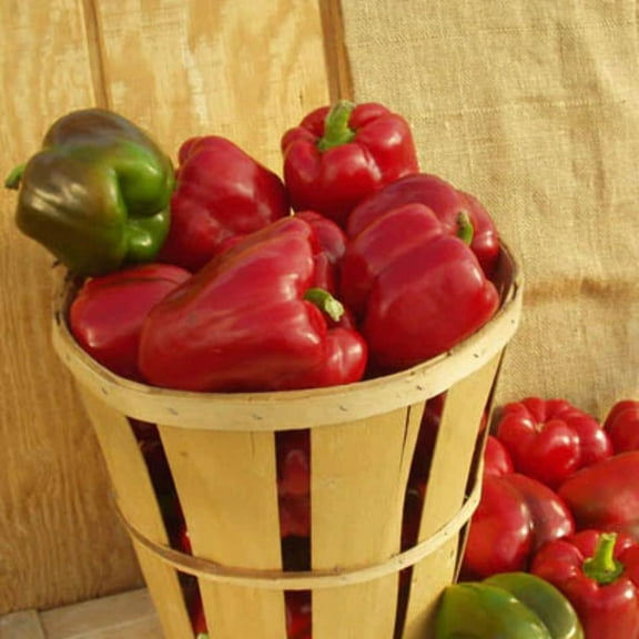 Pepper Seeds, Alliance Sweet Bell Pepper, Hybrid Non-GMO -100 Seed