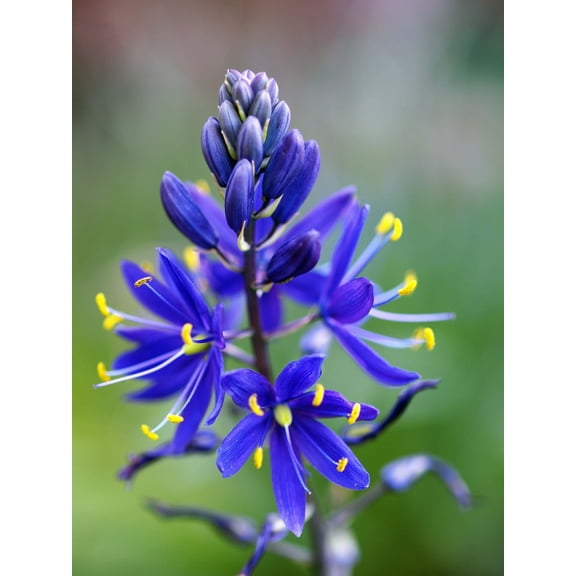20 Blue LARGE CAMAS Camassia Leichtinii Great Camass Native Flower Seeds