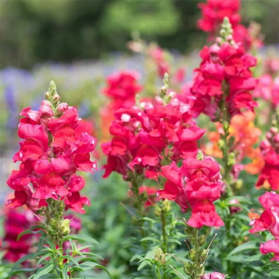 Floral Showers Snapdragon Crimson ~25 Seeds - Non-GMO, Dwarf 6-8" Plants, Fragrant & Vibrant Blooms, Perfect for Indoor Planters, 115-121 Days to Maturity, Ideal for Bouquets & Arrangements.