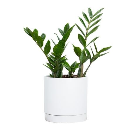 UPC 032247000581 product image for Greendigs ZZ Plant  7in. White Pot  A Low-Maintenance Beauty | upcitemdb.com