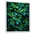 thumbnail image 2 of Designart "Peppermint Breeze of Herbs III" Floral Framed Wall Art - Traditional Green Herbs Living Room Framed Canvas Art, 2 of 6