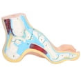 thumbnail image 3 of Garosa Human Foot Model Adults Lifesize Teaching Research Muscle Display Explain Accessories, 3 of 8
