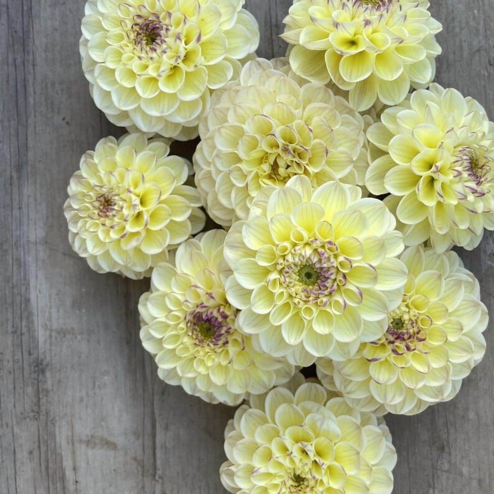 40 Seeds Cherish Dahlia Seeds Pollinator Friendly Heirloom Flower Seeds Mix to Plant