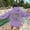 Purple, variant on WILLBEST hoodies for women Women's Letter Graphic Hoodies Oversized Pullover Tops Casual Long Sleeve Hooded Drawstring Sweatshirt with Pockets b'ack hoodie