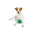 thumbnail image 1 of One Paw, Rubber Ball, Dog Toy, Tough Bouncing Play, for Dogs, 1 of 4