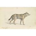 thumbnail image 2 of Charles Hamilton Smith 18x13 Gold Ornate Wood Frame and Double Matted Museum Art Print Titled - Coyote of Mexico (1837), 2 of 4