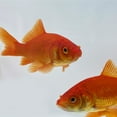 thumbnail image 4 of Goldfish Pond Pack #3 (Includes Shubunkins & Comets) by Toledo Goldfish, 4 of 16
