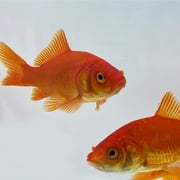 Goldfish Pond Pack #3 (Includes Shubunkins & Comets) by Toledo Goldfish