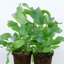 Blue Star Fern-Assorted-Air Purifying Indoor Plant 6" Pot