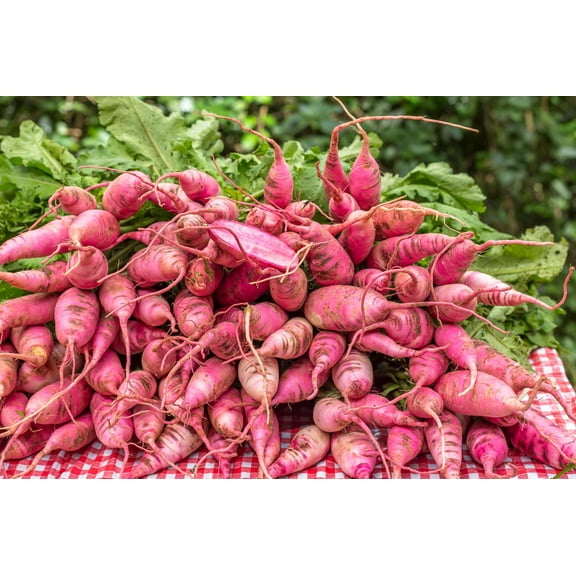 100 Seeds CHINA ROSE RADISH (Chinese Winter Radish) Raphanus Sativus Vegetable Seeds