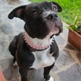 thumbnail image 4 of Spiked Studded Rivet Leather Dog Collar for Cats Puppy Small Medium PetsPinkXS 30*2.5CM, 4 of 8