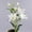 White, variant on Manunclaims Pcs Long Stem Artificial Lilies Flowers Silk for Home Table Centerpieces Arrangement Wedding Diy Decoration 6 Heads/Branch-Artificial Flowers-11.8X11.8X2 inches-Shiogb Clearance