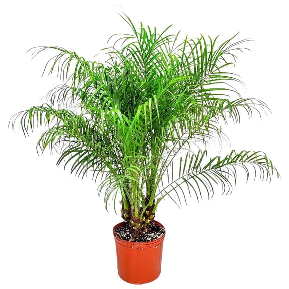 Tropical Plants of Florida 30" to 34" Roebellini Palm Tree; Partial Sunlight, Foliage Plant, Growers Planter