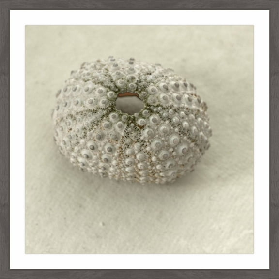 "Pearl Urchin Shell" Framed Painting Print