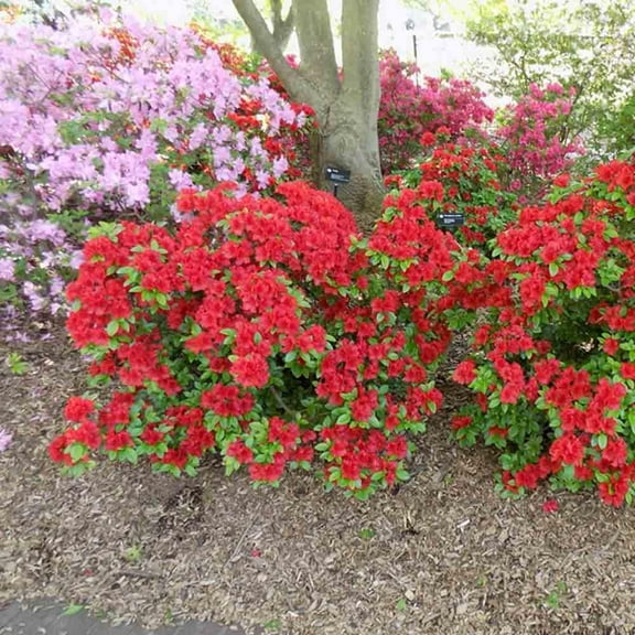 Azalea 'Girard's Hot Shot'-Evergreen Shrub-Vibrant Red Blooms  3 Gallon