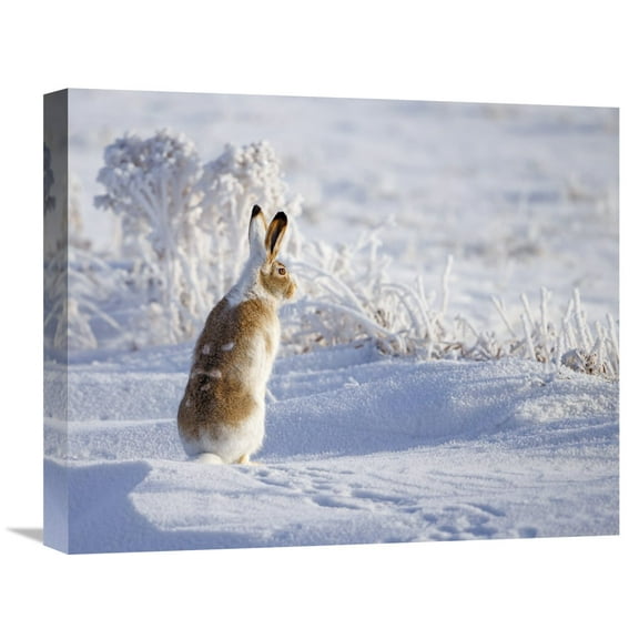 Global Gallery Shlomo Waldmann 'White-Tailed Jackrabbit' Canvas Wall Art