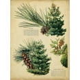 thumbnail image 2 of Unknown 25x32 White Modern Wood Framed Museum Art Print Titled - Red Pine and Eastern White Pine, 2 of 4
