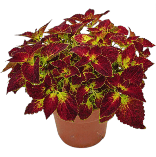 Pack of 3 Dipt In Wine Coleus Live Starter Plant for Planting, Vibrant Magenta Dark Red Foliage, 4-8 Inch Tall, No Ship Pot
