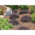 thumbnail image 5 of Loropetalum Ruby  3 Large Gallon Size Plants  Chinese Fringe Flower  Evergreen Flowering Shrub, 5 of 8