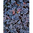 thumbnail image 2 of Terrill, Steve 15x18 White Modern Wood Framed Museum Art Print Titled - USA, Oregon Frost on wild blackberry bush, 2 of 4