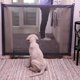 thumbnail image 1 of Labymos Puerta de seguridad para perros Valla, 1 of 8