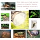 thumbnail image 5 of Paquete de 4 bombillas halógenas UVB + UVA de 25 W (juego de 4) - Lámpara de espectro completo de 110 V para reptiles, lagartos, lámpara de calor UV, foco para acuarios de tortugas, reptiles acuáticos, 5 of 5