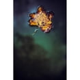 thumbnail image 3 of Mossholder, Tim 13x18 Black Modern Framed Museum Art Print Titled - Leaf on Water, 3 of 5