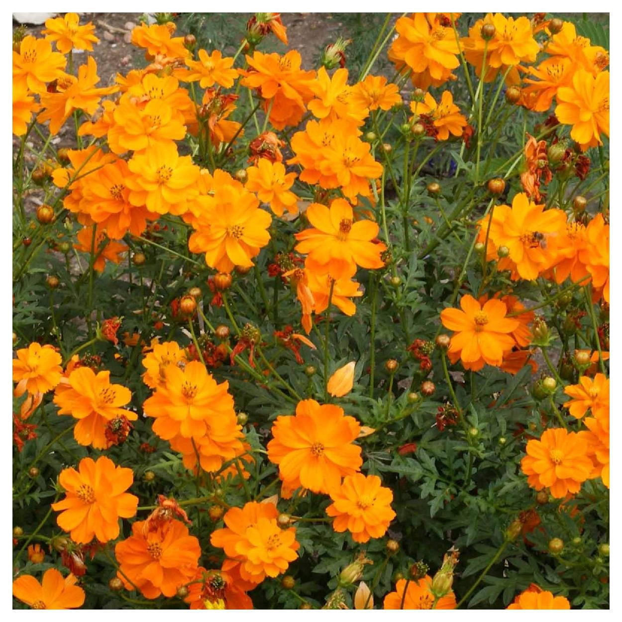 Everwilde Farms - 1 lb Dwarf Orange Sulphur Cosmos Garden Flower Seeds - Gold Vault Bulk Seed Packet