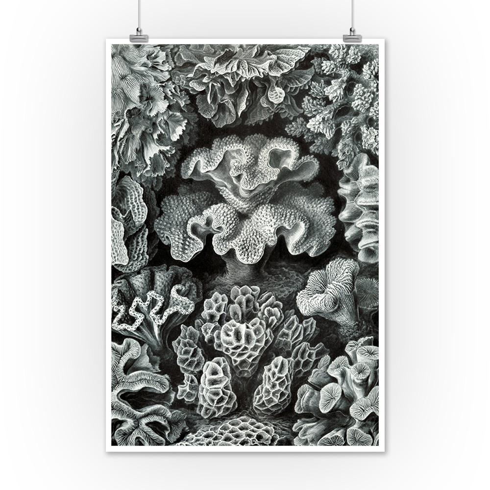 Hexacoralla-vintage style archival print