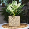 thumbnail image 3 of Philodendron Birkin Live Plant for Indoor | Different Houseplants in 4'' & 6'' Pot | Real House Plant for Living Room, Office, Desk & Bathroom | Birkin, 3 of 6