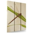 thumbnail image 3 of Day Dream HQ DF2836 28 x 36 in. Dragon Fly Inside & Outside wood Wall Art, 3 of 7