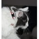 thumbnail image 5 of Paquete de 6 collares para gatos de liberación rápida, collar reflectante para gatos con campana, collar reflectante personalizado para gatos, liberación de seguridad TUNC Sencillez, 5 of 5