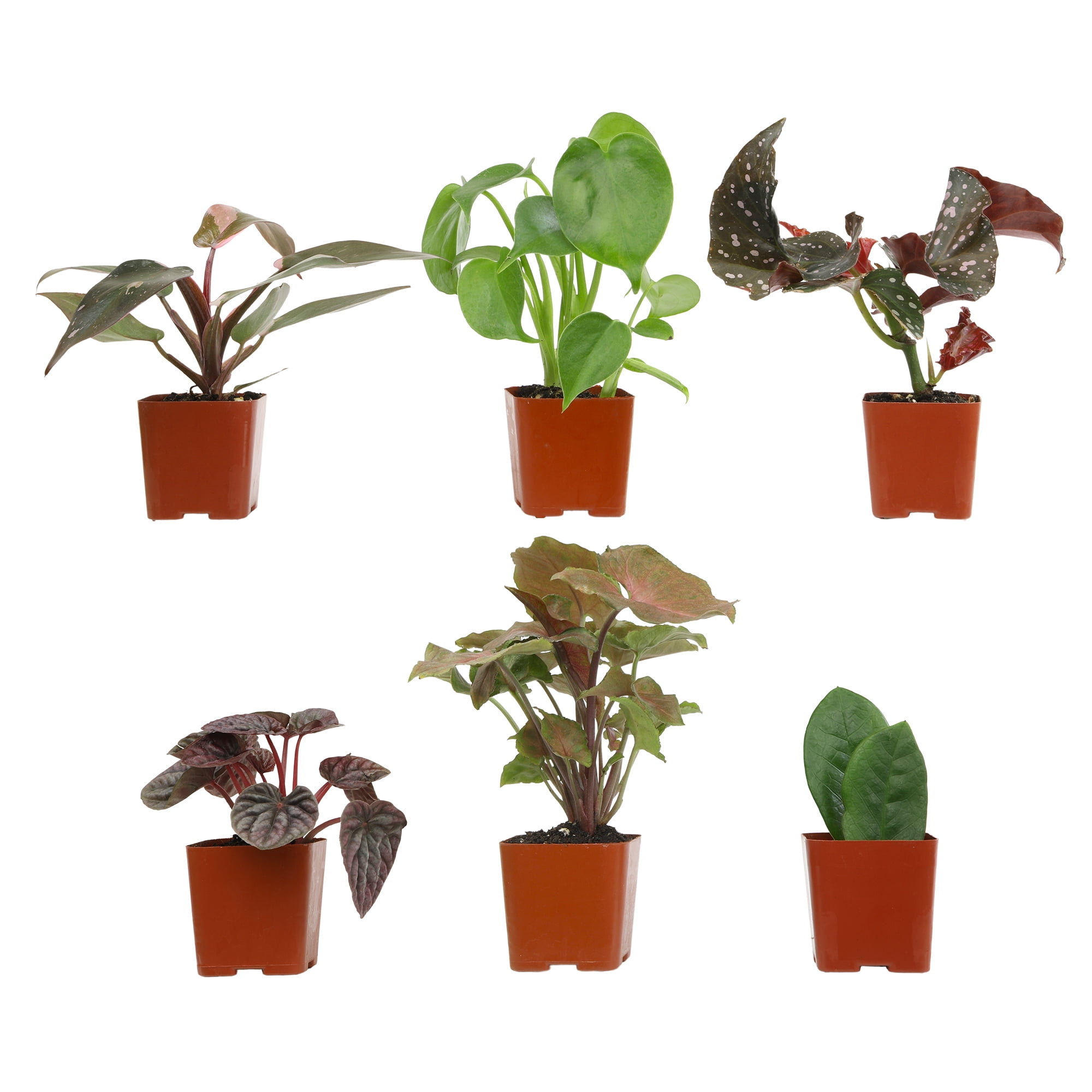 Premium House Plant (6-pack) - Easy Plants - Variegated & Unique - 2in. Grow Pots - Filtered Sun - Element by Altman Plants