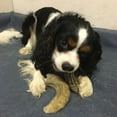 thumbnail image 6 of Icelandic+ Lamb Horn With Marrow - Small - 4-5.5" Dog Chew, Long-Lasting Treat, Puppy-Small Dogs, Keratin, All-Natural, Pet Snack, Edible & Digestible, 6 of 7