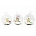 White Beach Flat Bottom Terrarium Sets Wholesale Bulk Tillandsia