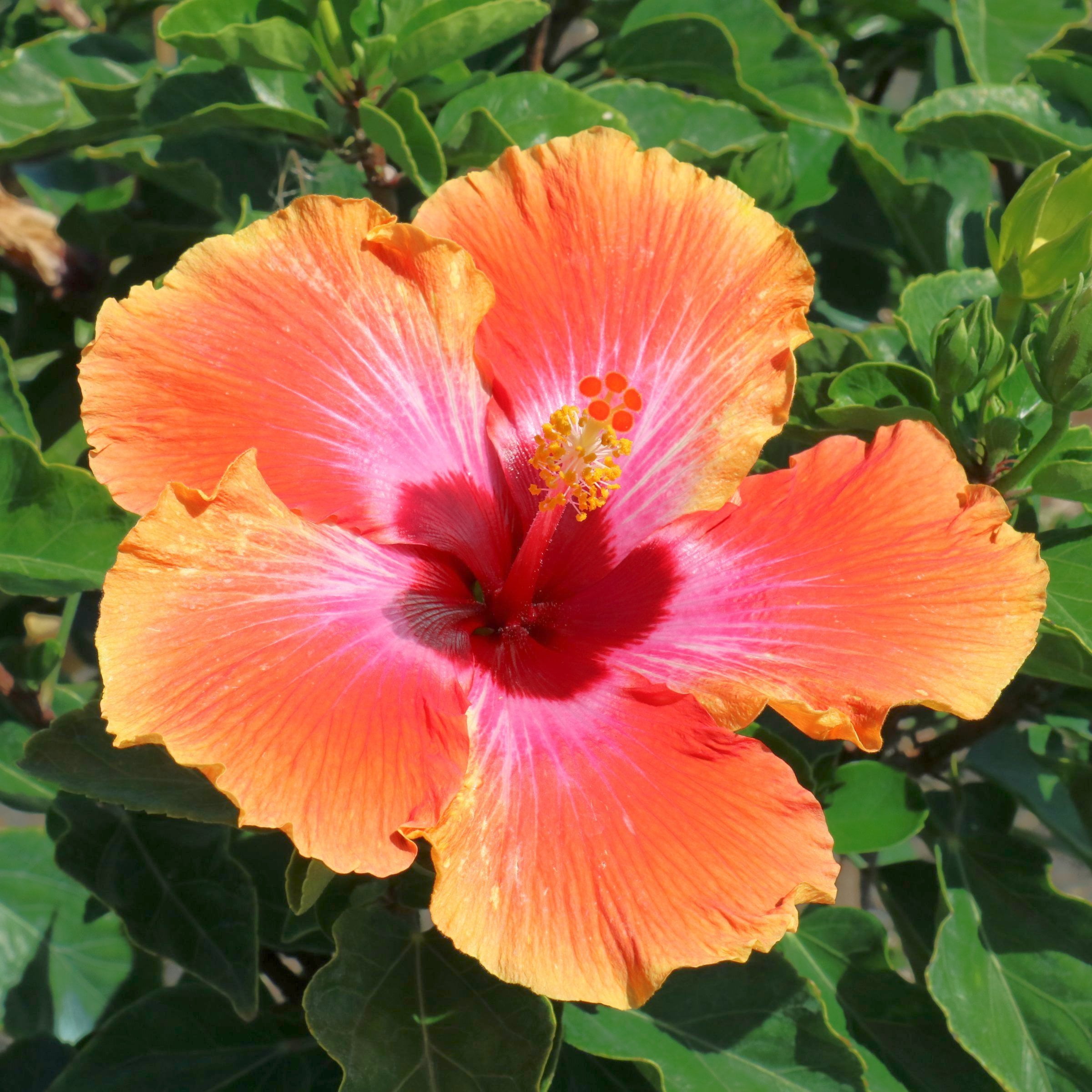 2 gal. Hibiscus Fiesta Braided Live Annual Tree with Multicolor Flowers