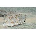 thumbnail image 2 of Morris, Arthur 14x10 White Modern Wood Framed Museum Art Print Titled - Florida, PlacidaWhite pelicans on sandbar, 2 of 4