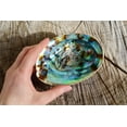 thumbnail image 3 of Abalone Shell Smudging Bowl Seashell Incense Burner, 5-6 Inches, 3 of 5