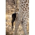 thumbnail image 2 of Kaveney, Wendy 11x14 Black Ornate Wood Framed with Double Matting Museum Art Print Titled - Giraffes tail and hind legs, Etosha NP, Namibia, 2 of 4