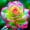 B, variant on Rose, Low Maintenance - Easy Grow - Ideal for Beds Borders, Plant Pots & Planters