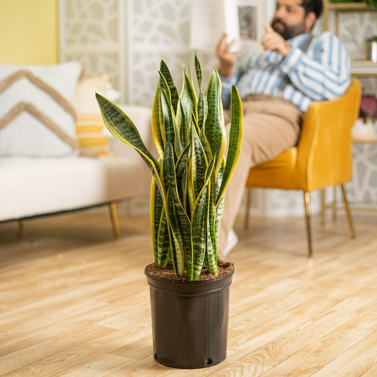 Costa Farms 28" Snake Plant Grower's Choice Live Plants in 10" Grower Pot