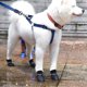 thumbnail image 3 of Cachorro perros dulces colores antideslizante impermeable goma lluvia zapatos botas patas cubierta, 3 of 4