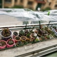 thumbnail image 5 of Plastic Cover, Greenhouse Plastic, 78X78 In, Plant, Cold Protection, Garden Beds, Clear Finish, 1 Pc, 5 of 7