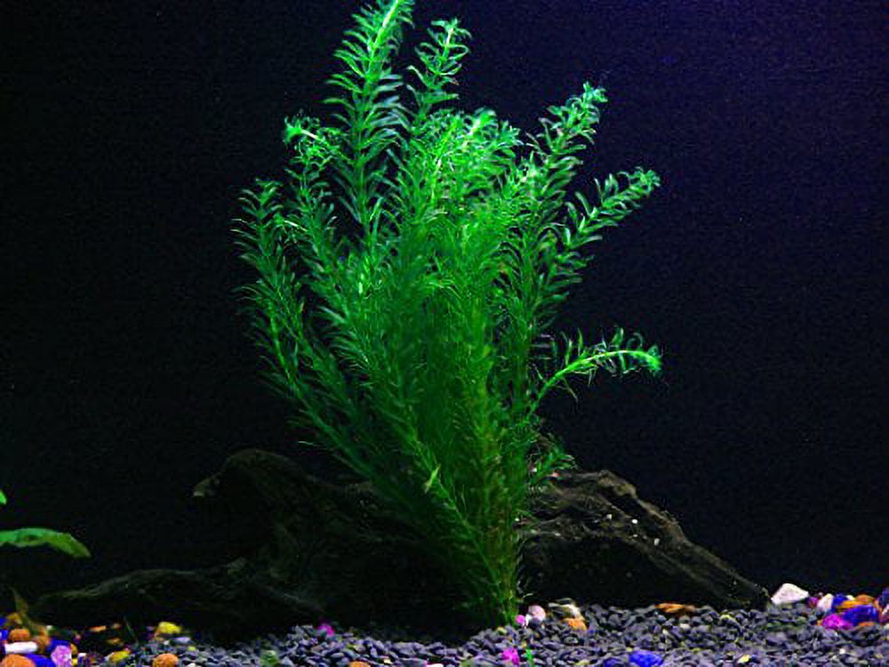 Easy Live Aquarium Plants Package - 4 Kinds - Anacharis, Amazon and more! - image 4 of 4