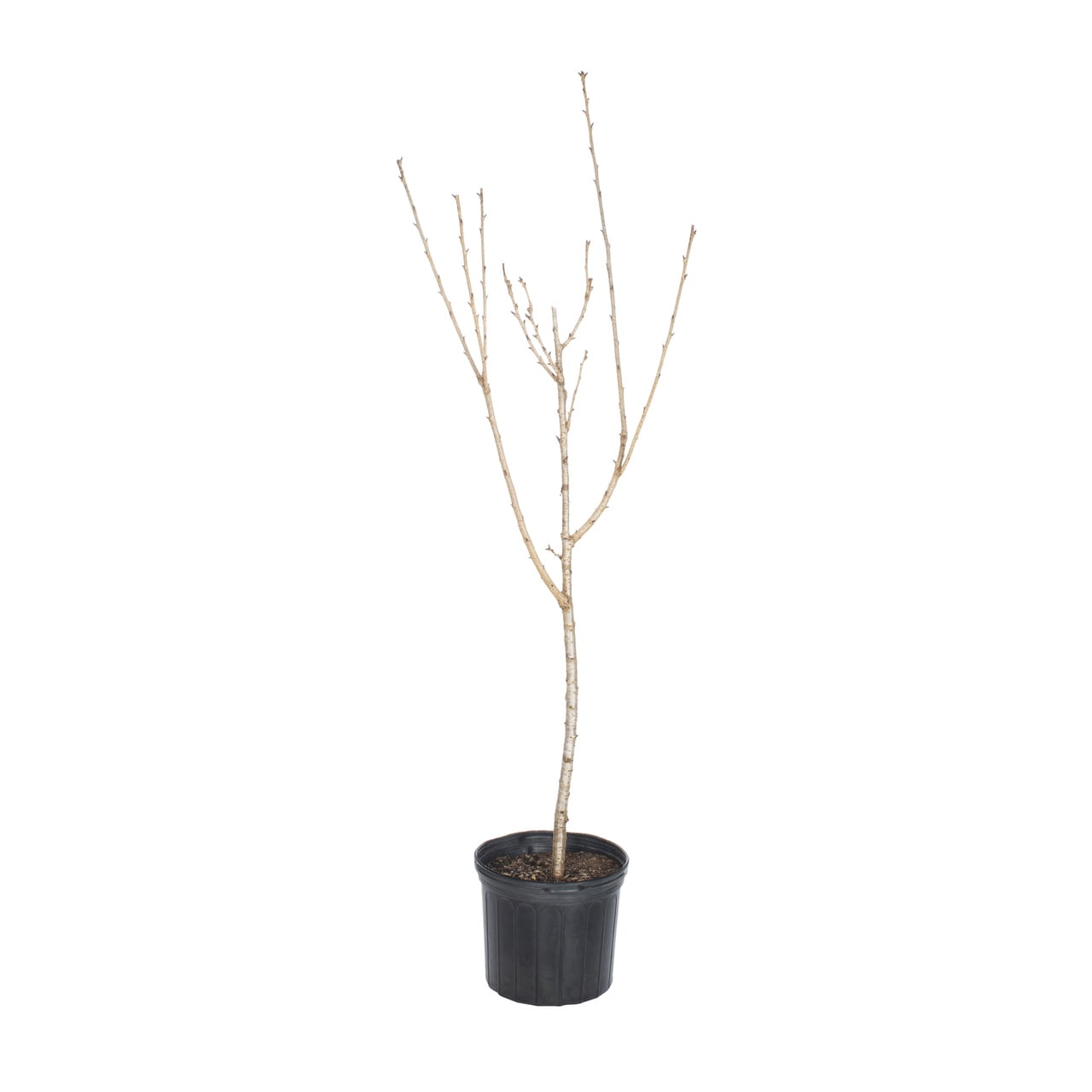 Expert Gardener Kwanzan Cherry Live Tree in 3.75-Gallon Grower Pot