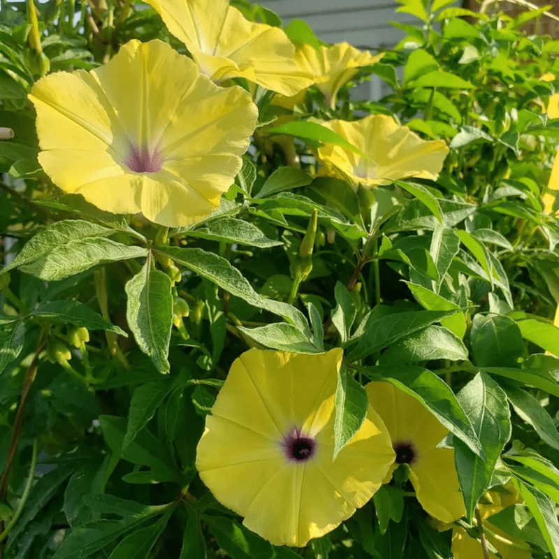 30 Yellow Morning Glory Seeds